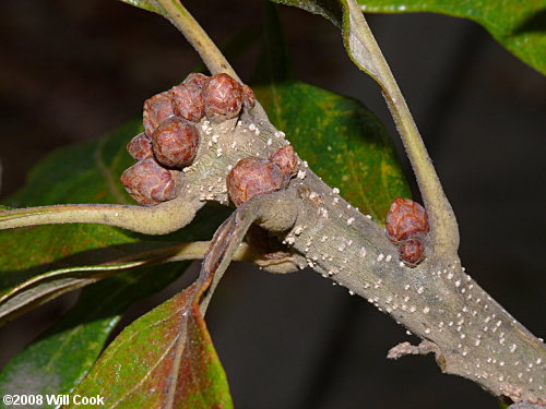 Post Oak (Quercus stellata)