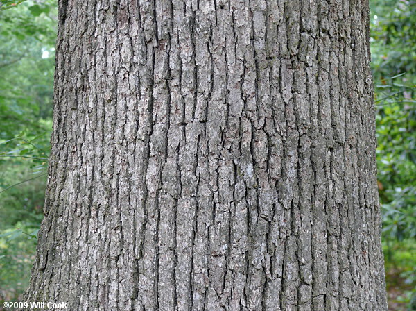 Post Oak (Quercus stellata) bark