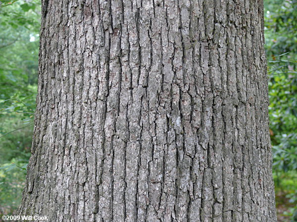 Post Oak (Quercus stellata) bark