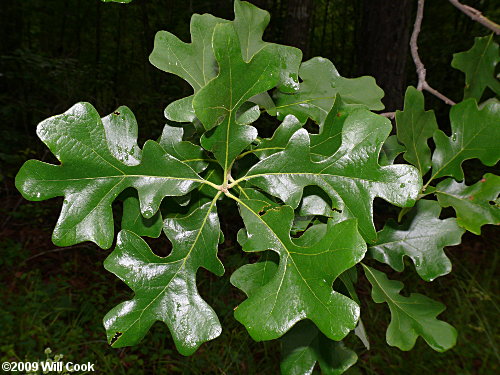 Post Oak (Quercus stellata)