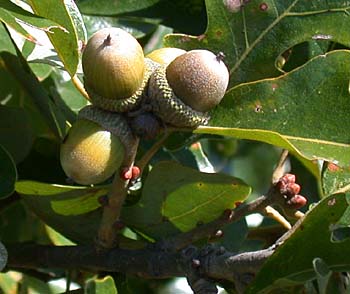 Post Oak (Quercus stellata)