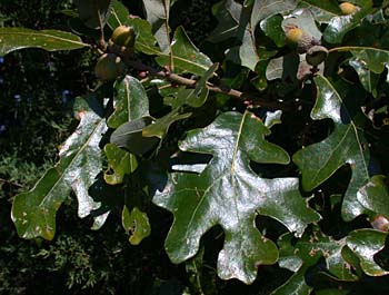 Post Oak (Quercus stellata)