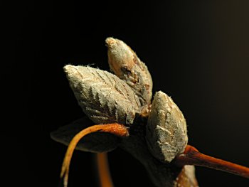 Black Oak (Quercus velutina) buds