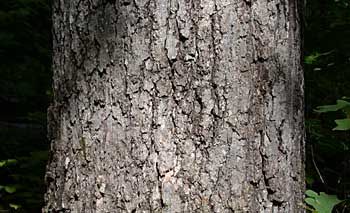 Black Oak (Quercus velutina) bark