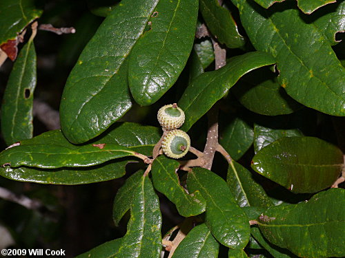 Live Oak (Quercus virginiana) acorn