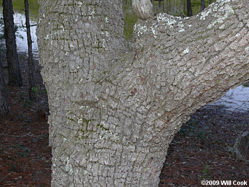 Live Oak (Quercus virginiana) bark
