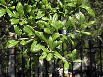 Live Oak (Quercus virginiana)