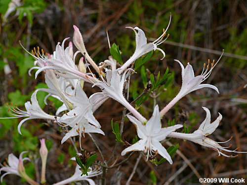 Dwarf Azalea (Rhododendron atlanticum) flowers