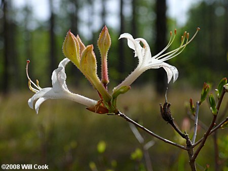 Dwarf Azalea (Rhododendron atlanticum)