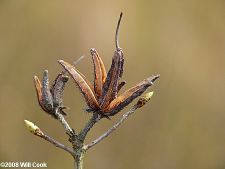 Dwarf Azalea (Rhododendron atlanticum)