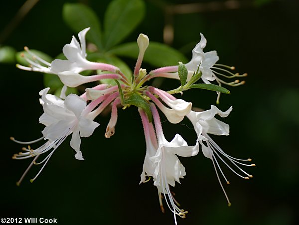 Piedmont Azalea (Rhododendron canescens)