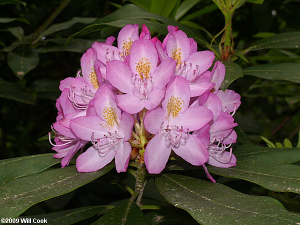 Catawba Rhododendron (Rhododendron catawbiense) flowers