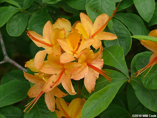 Flame Azalea (Rhododendron calendulaceum)