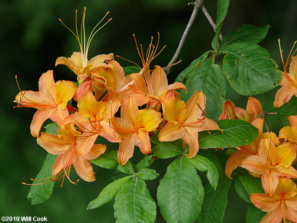 Flame Azalea (Rhododendron calendulaceum)