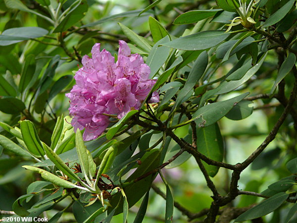 Catawba Rhododendron (Rhododendron catawbiense)