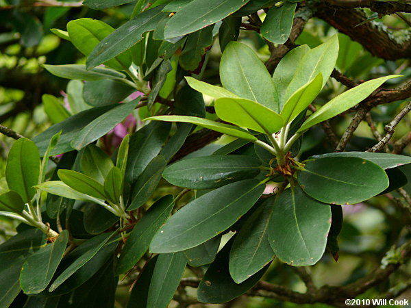 Catawba Rhododendron (Rhododendron catawbiense)