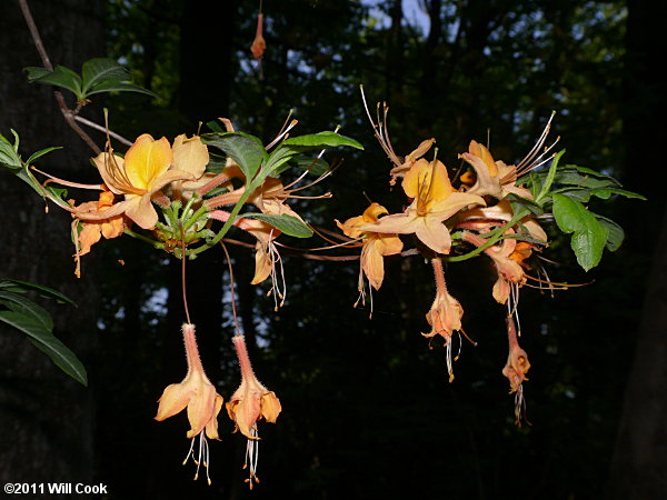 Flame Azalea (Rhododendron calendulaceum)