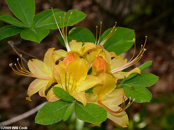 Flame Azalea (Rhododendron calendulaceum)