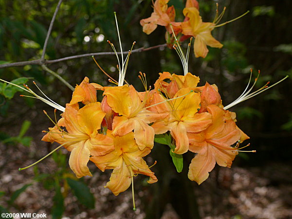 Flame Azalea (Rhododendron calendulaceum)