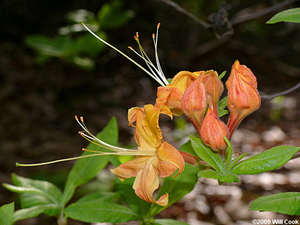 Flame Azalea (Rhododendron calendulaceum)