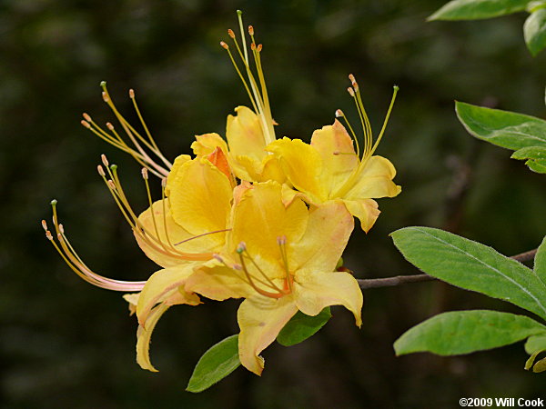 Flame Azalea (Rhododendron calendulaceum)