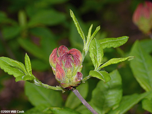 Flame Azalea (Rhododendron calendulaceum)