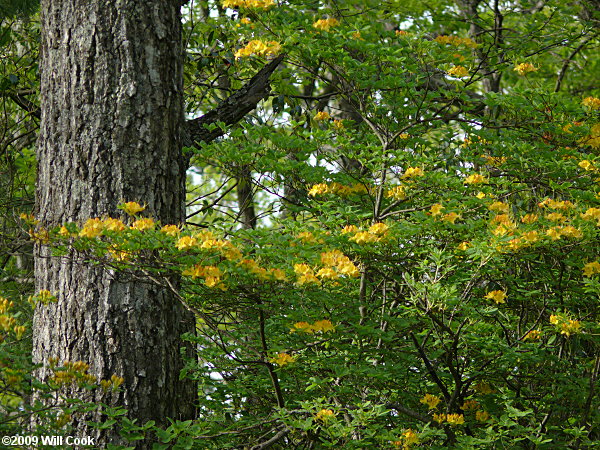 Flame Azalea (Rhododendron calendulaceum)