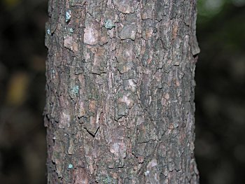 Catawba Rhododendron (Rhododendron catawbiense) bark