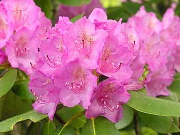 Catawba Rhododendron (Rhododendron catawbiense) flowers