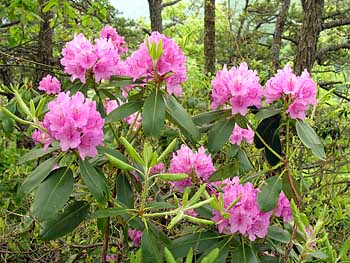 Catawba Rhododendron (Rhododendron catawbiense) flowers