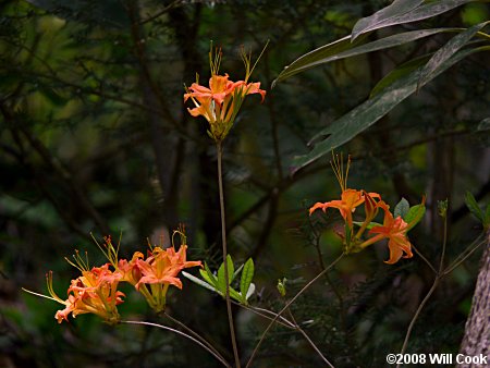 Flame Azalea (Rhododendron calendulaceum)