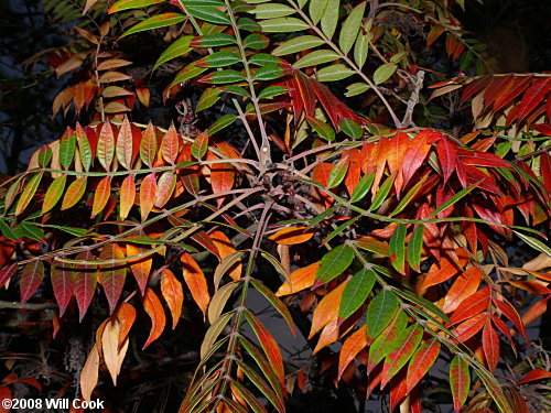 Winged Sumac (Rhus copallinum)