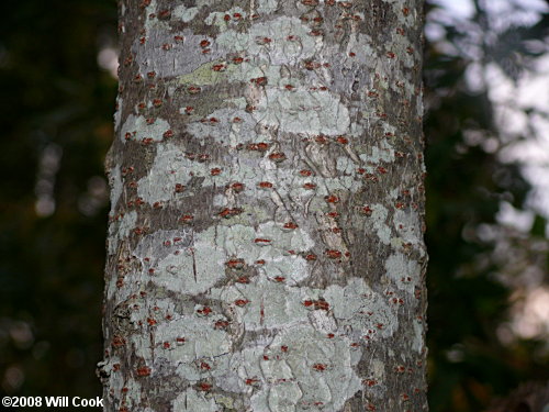 Winged Sumac (Rhus copallinum) bark