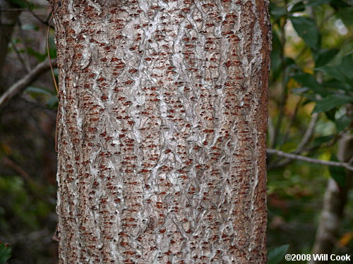 Winged Sumac (Rhus copallinum) bark