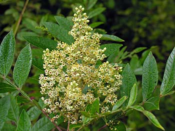 Winged Sumac (Rhus copallinum)