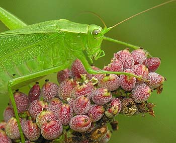 Winged Sumac (Rhus copallinum)