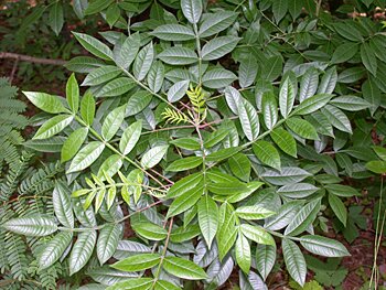 Winged Sumac (Rhus copallinum)