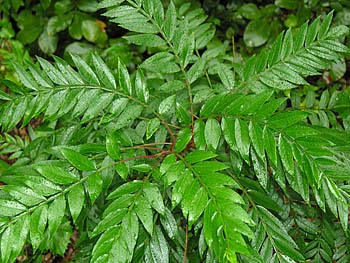 Winged Sumac (Rhus copallinum)