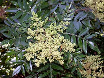 Winged Sumac (Rhus copallinum)