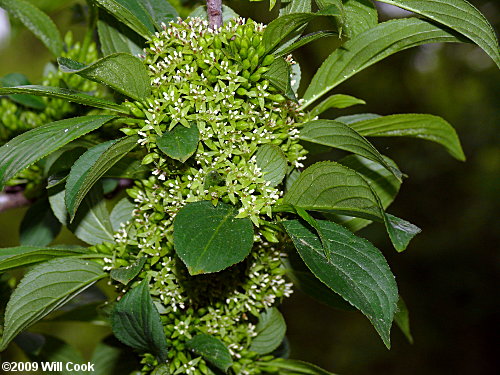 Dahurian Buckthorn (Rhamnus davurica)