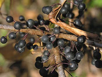 Dahurian Buckthorn (Rhamnus davurica)