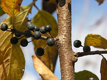 Dahurian Buckthorn (Rhamnus davurica)