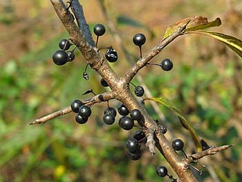 Dahurian Buckthorn (Rhamnus davurica)