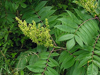 Smooth Sumac (Rhus glabra)