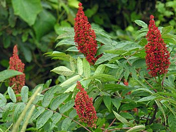 Smooth Sumac (Rhus glabra)