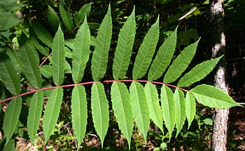 Smooth Sumac (Rhus glabra)