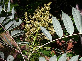 Smooth Sumac (Rhus glabra)