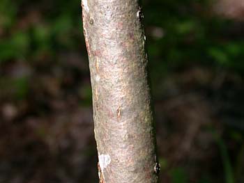 Smooth Sumac (Rhus glabra)