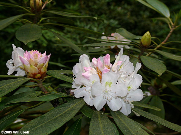 Rosebay Rhododendron (Rhododendron maximum) flowers