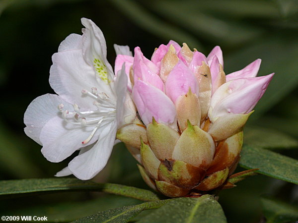 Rosebay Rhododendron (Rhododendron maximum) flowers